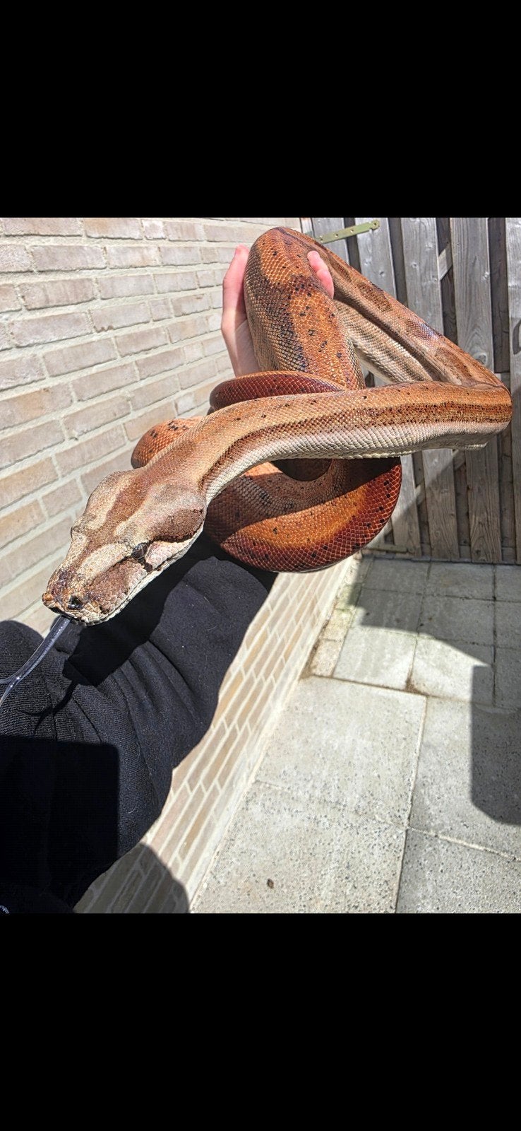 boa constrictor imperator vrouw, Dieren en Toebehoren, Slang