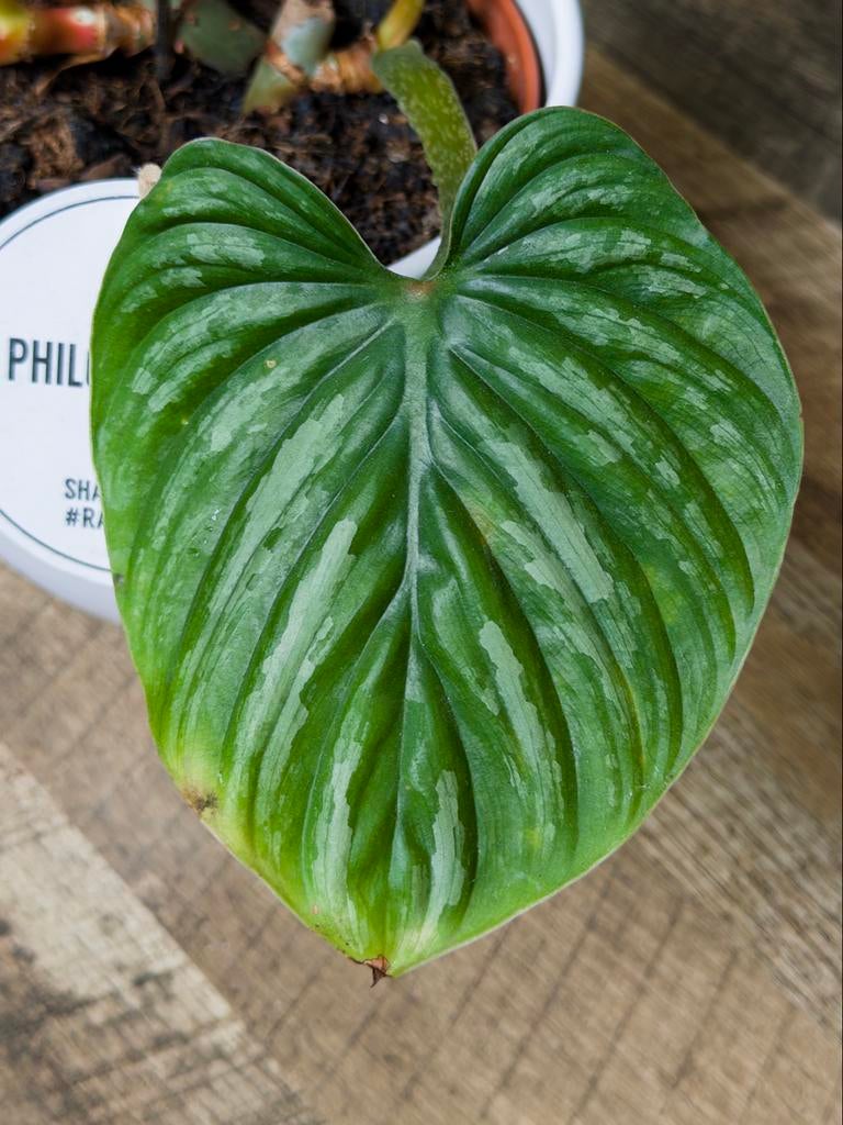 Philodendron Plowmanii, Huis en Inrichting, Kamerplanten, Minder dan 100 cm, Halfschaduw, Ophalen of Verzenden