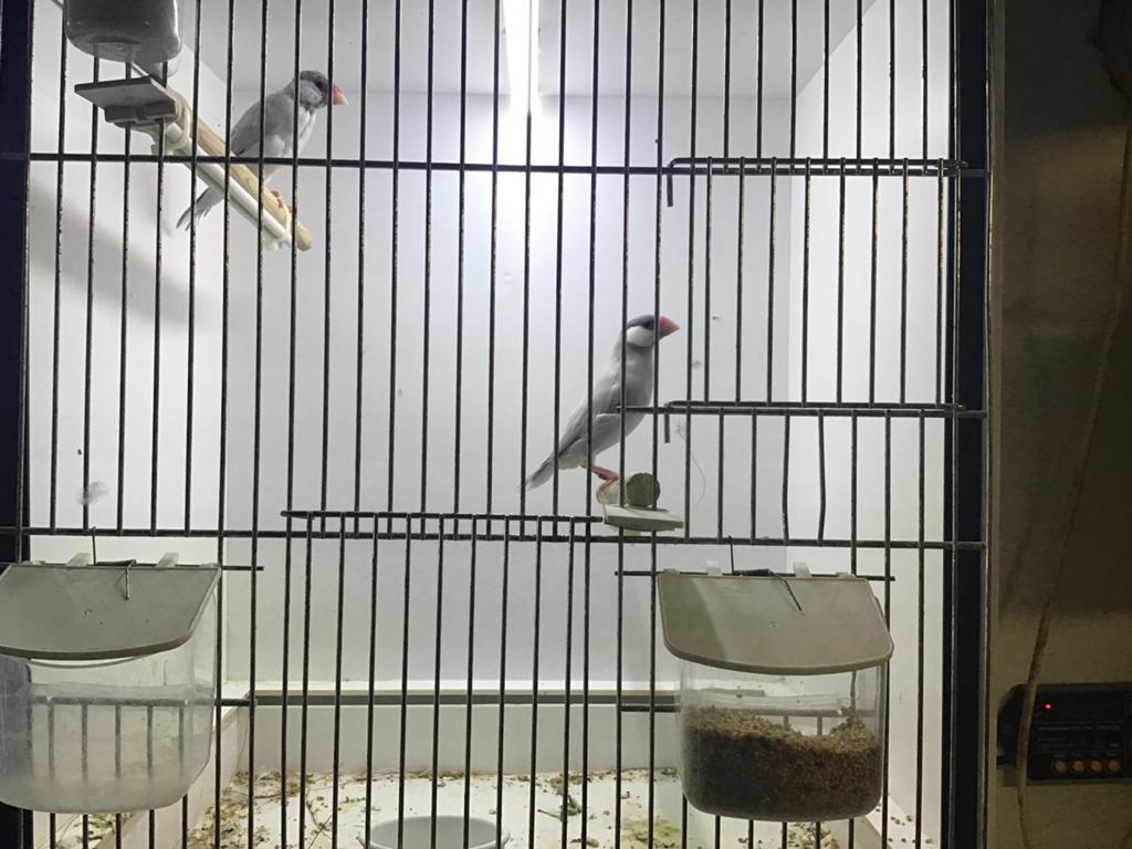 Rijstvogels ( koppel), Dieren en Toebehoren, Meerdere dieren, Tropenvogel