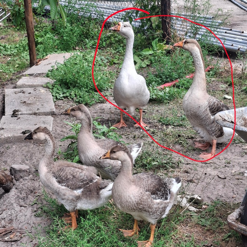 Ganzen, Meerdere dieren, Gans of Zwaan