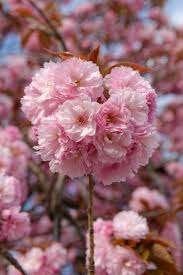 Bloesemboom Prunus Kanzan Meerstammig 250 cm  Blikvanger