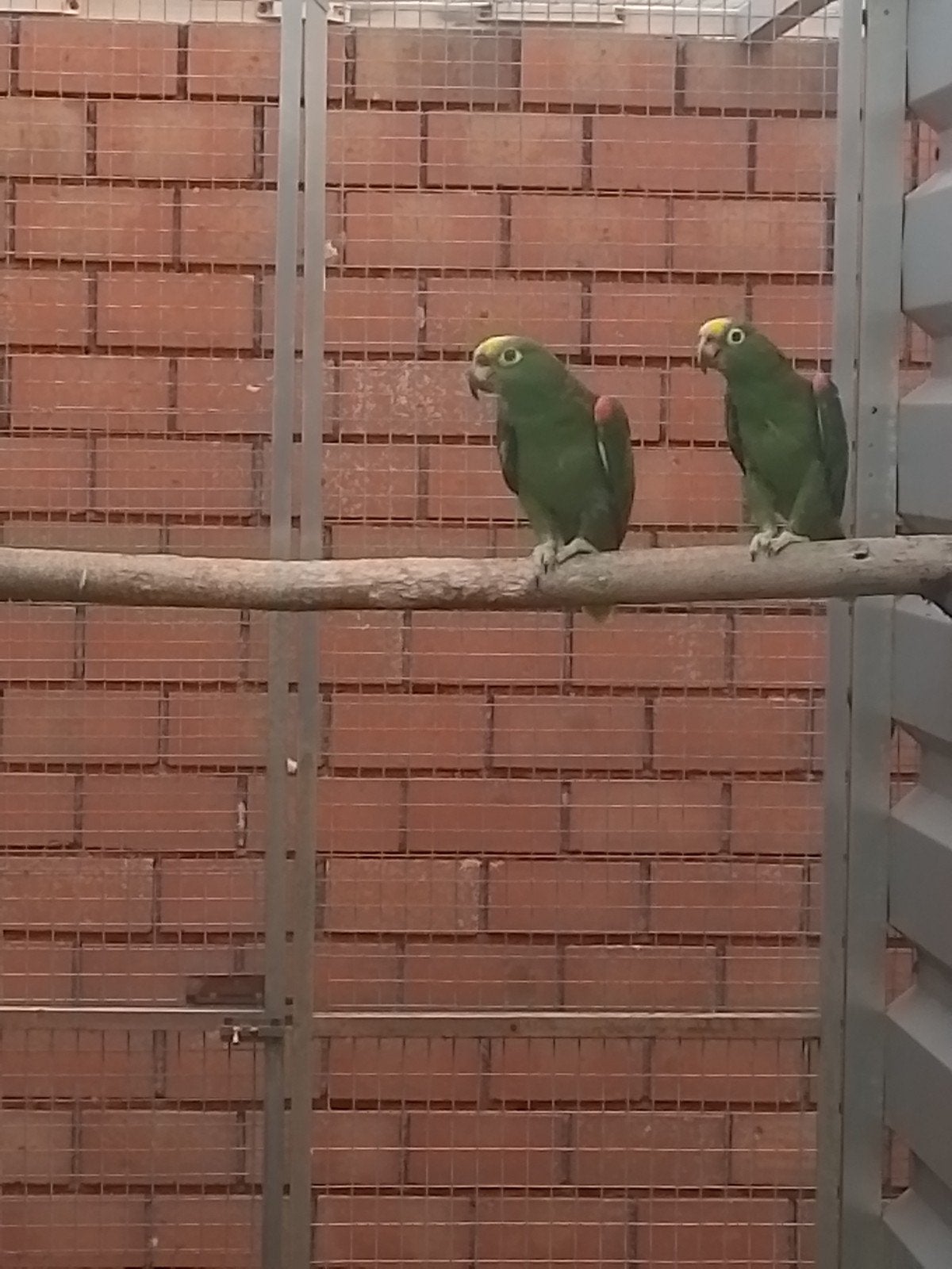 2-2 Geelvoorhoofd amazone, Dieren en Toebehoren, Vogels | Parkieten en Papegaaien, Meerdere dieren, Papegaai, Geringd