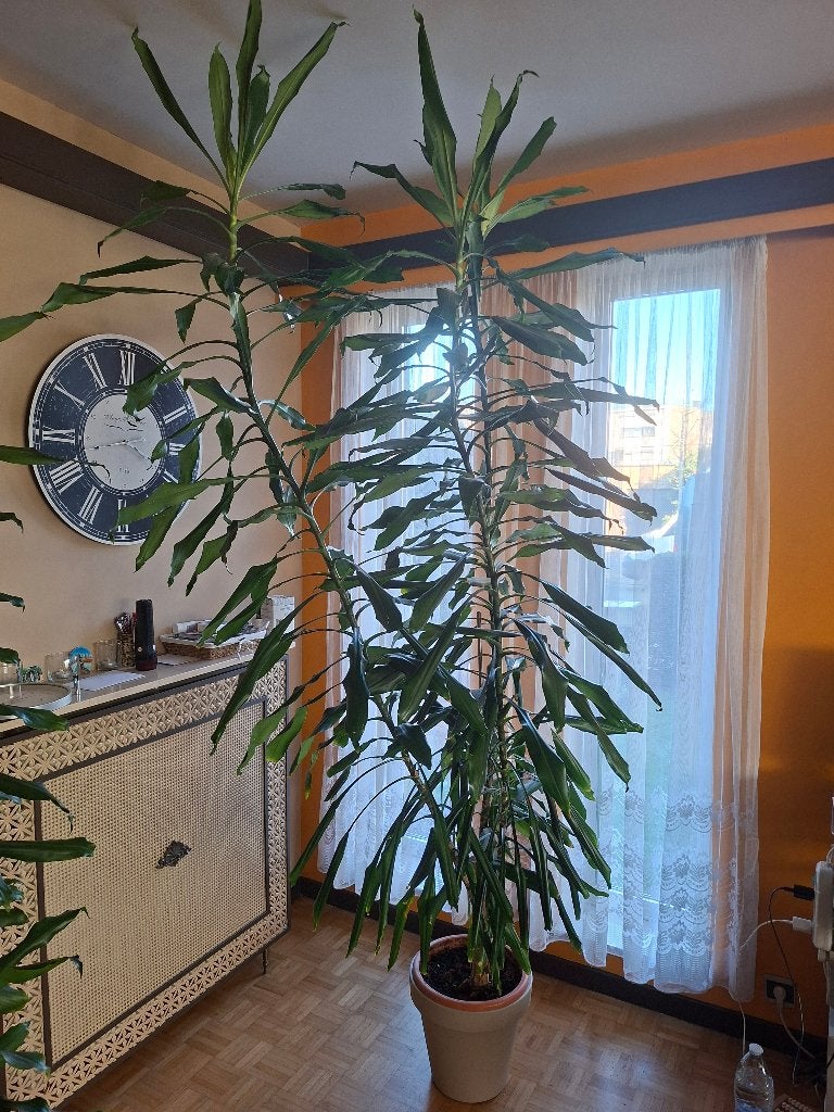 Mooie kamerplanten - Dracaena fragrans (drakenplant) 250cm, Ophalen of Verzenden, In pot, Halfschaduw, 200 cm of meer