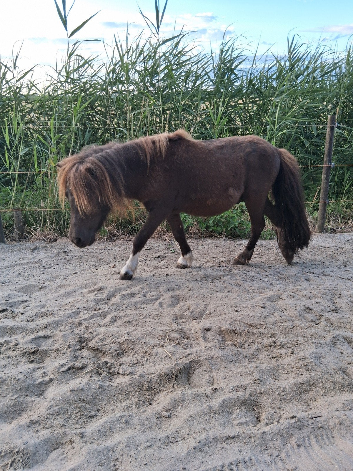 chique 3 jarig mini hengstje, Dieren en Toebehoren, Hengst, 0 tot 2 jaar