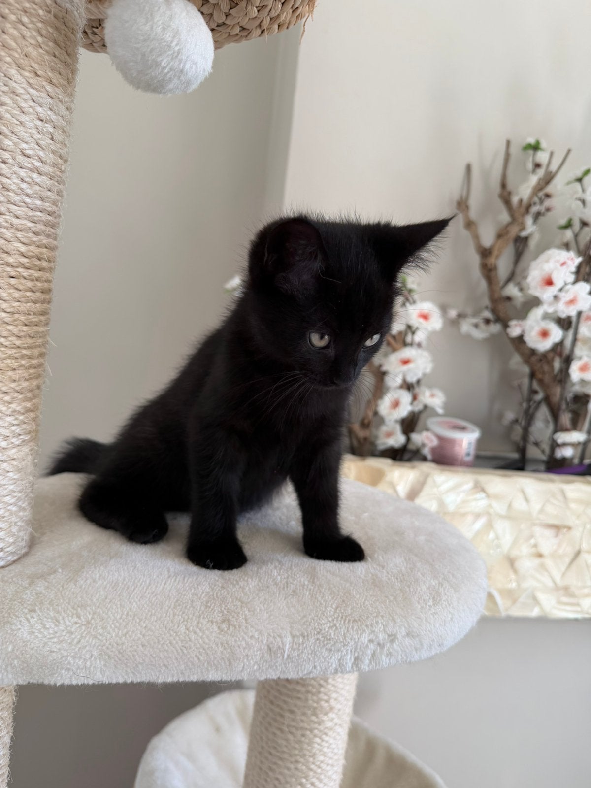 Kitten, Ophalen of Verzenden