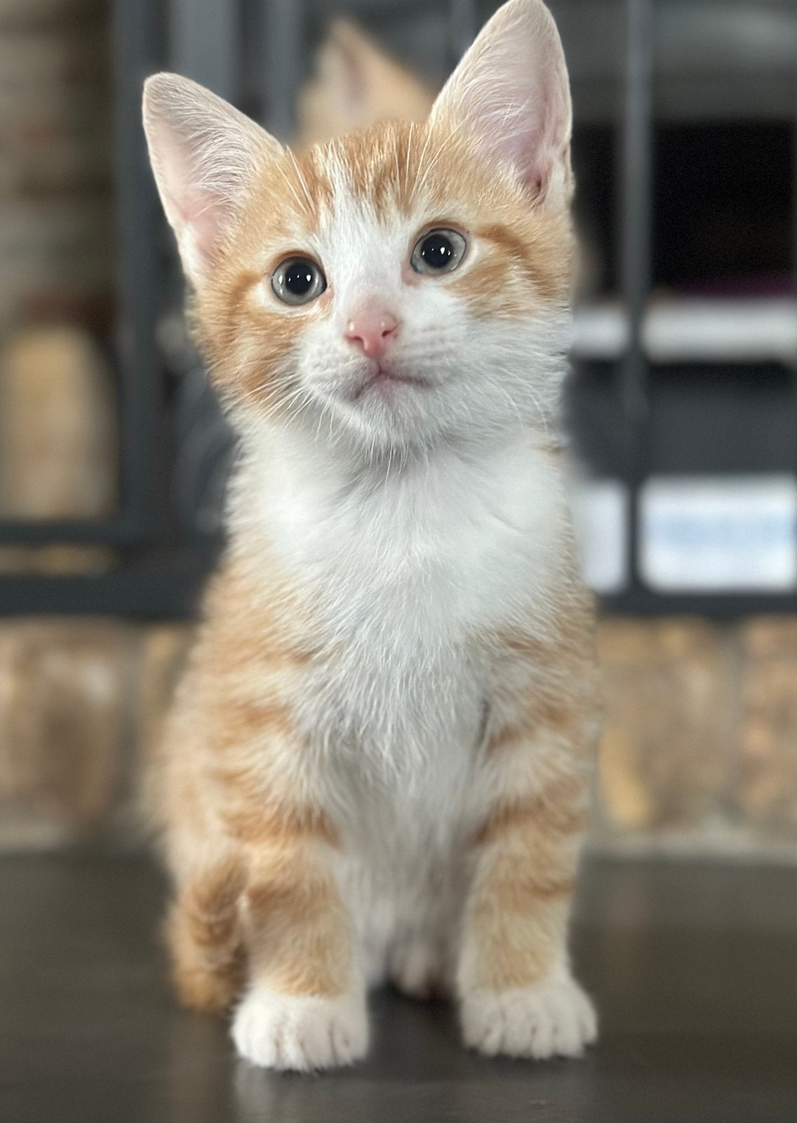 Lieve kittens zoeken een gouden mandje, Dieren en Toebehoren, Katten en Kittens | Overige Katten, Meerdere dieren, Kortharig, 0 tot 2 jaar