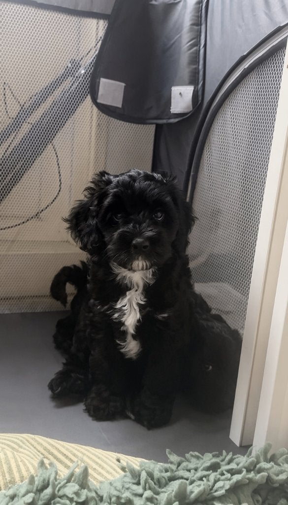 Australian Labradoodle pups met stamboom | Mogen verhuizen🧸, Dieren en Toebehoren, Honden | Retrievers, Spaniëls en Waterhonden