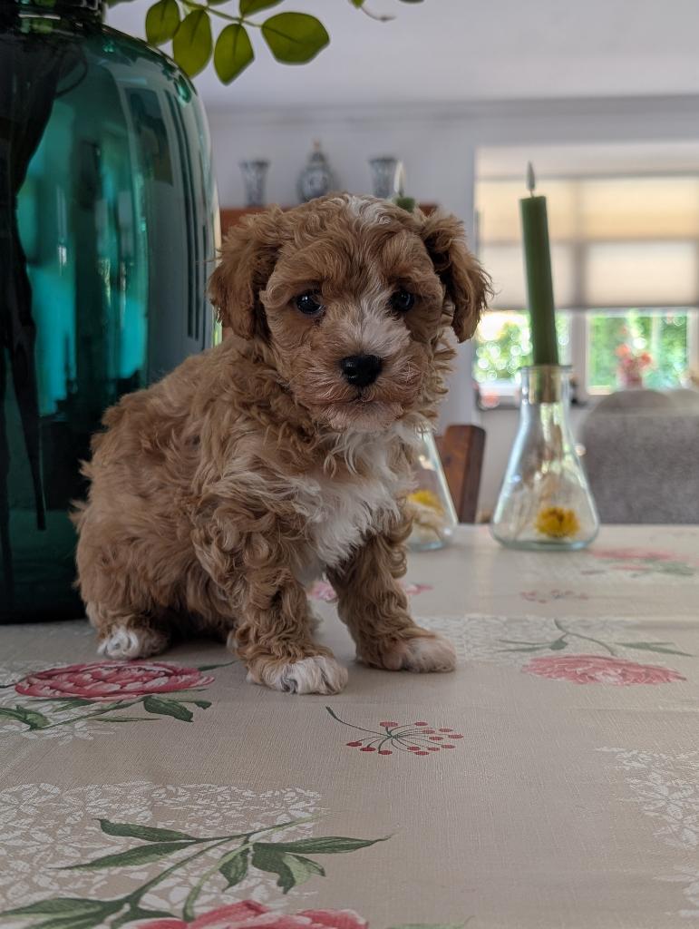 Maltipoo, Parvo, Overige rassen, 8 tot 15 weken, Meerdere