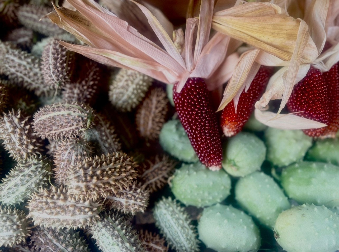 Bloemshik matteriaal, biologische pompoenen, Ophalen of Verzenden, Zo goed als nieuw