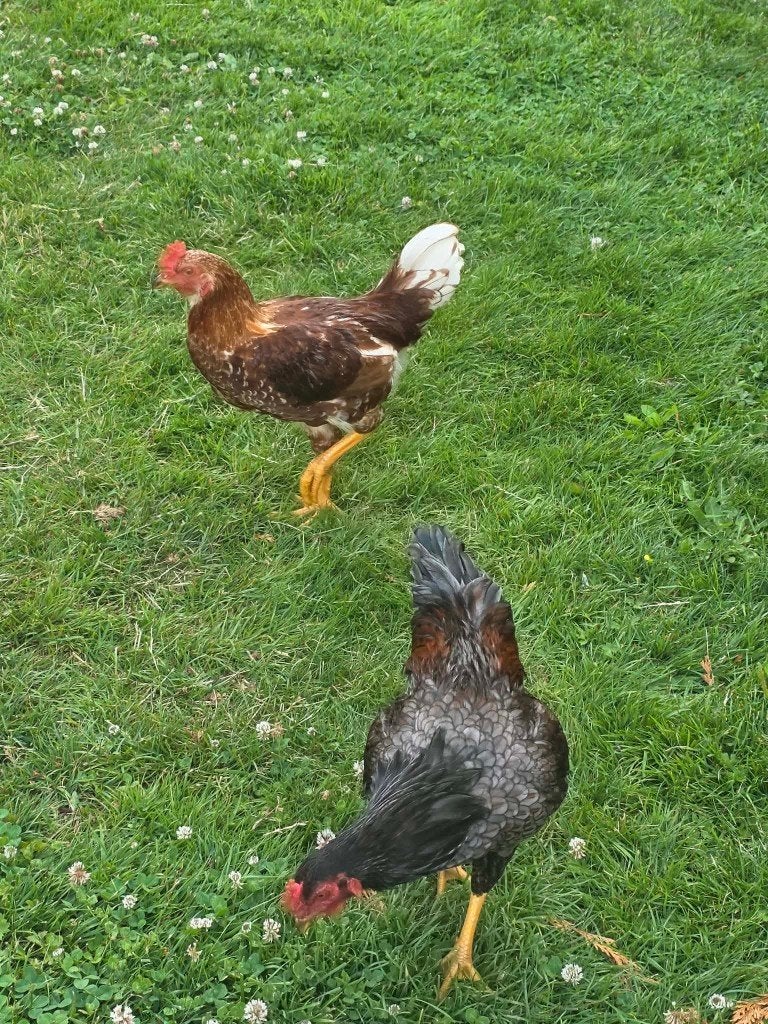 5 haantjes, Indian Game haan gekruisd met wyndottekriel, Dieren en Toebehoren, Pluimvee, Mannelijk, Kip