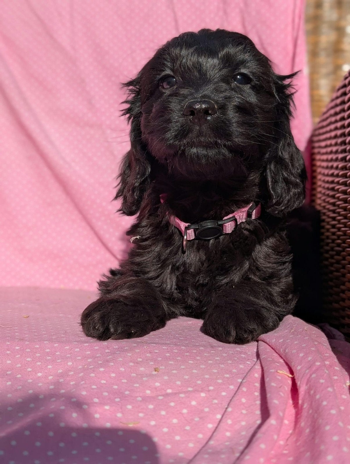 Engelse cockerspaniel x dwerg poedel cockapoo pups, Dieren en Toebehoren, Parvo, Overige rassen, 8 tot 15 weken, Meerdere