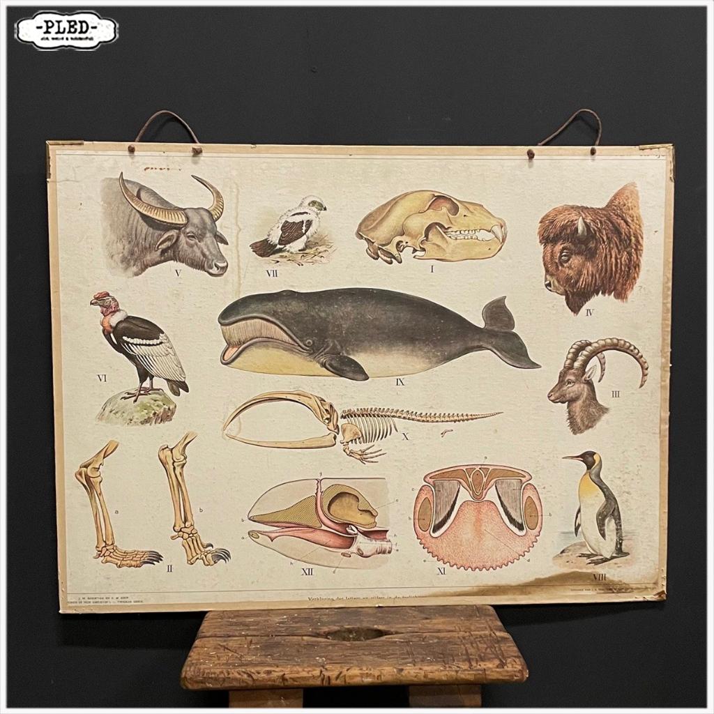 Oude dubbelzijdige schoolplaat - Biologie - Olifant Walvis, Ophalen, Natuur en Biologie
