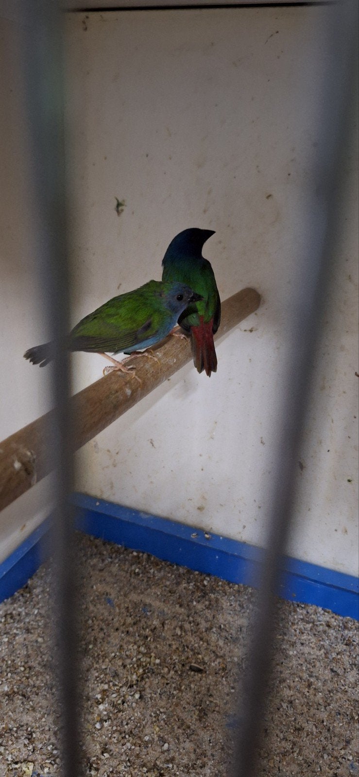 Forbes papegaai amadines, Dieren en Toebehoren, Vogels | Overige Vogels, Meerdere dieren