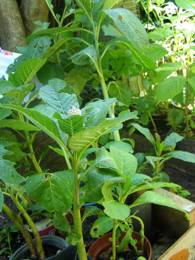 karmozijnbes planten 9 stuks in pot schapenwol verfplant, Overige soorten, Vaste plant, Ophalen of Verzenden, Volledige schaduw