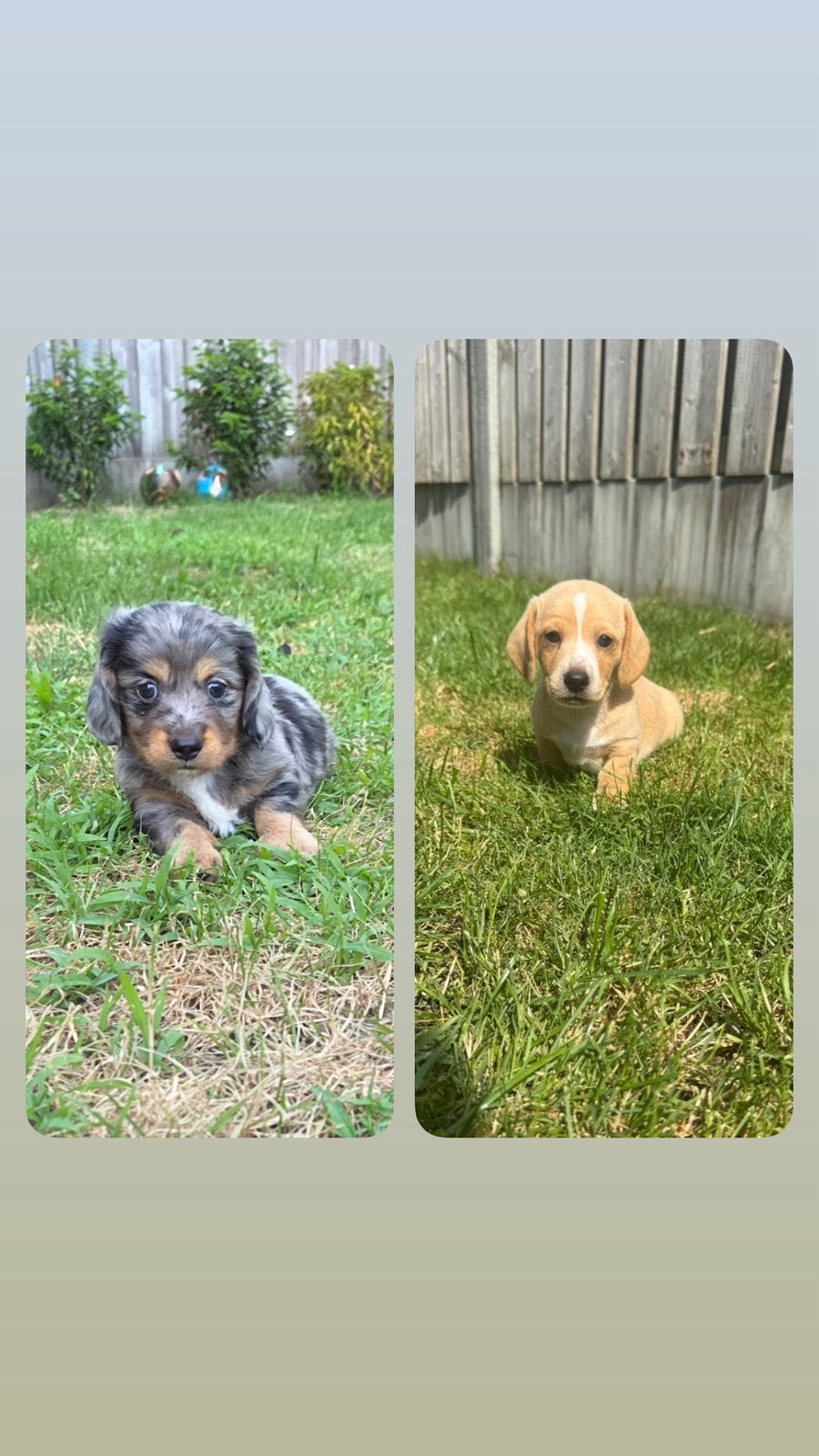 Zeer sociale en mooie dwergteckel pups!, Parvo, 8 tot 15 weken, Dwerg, Langhaar