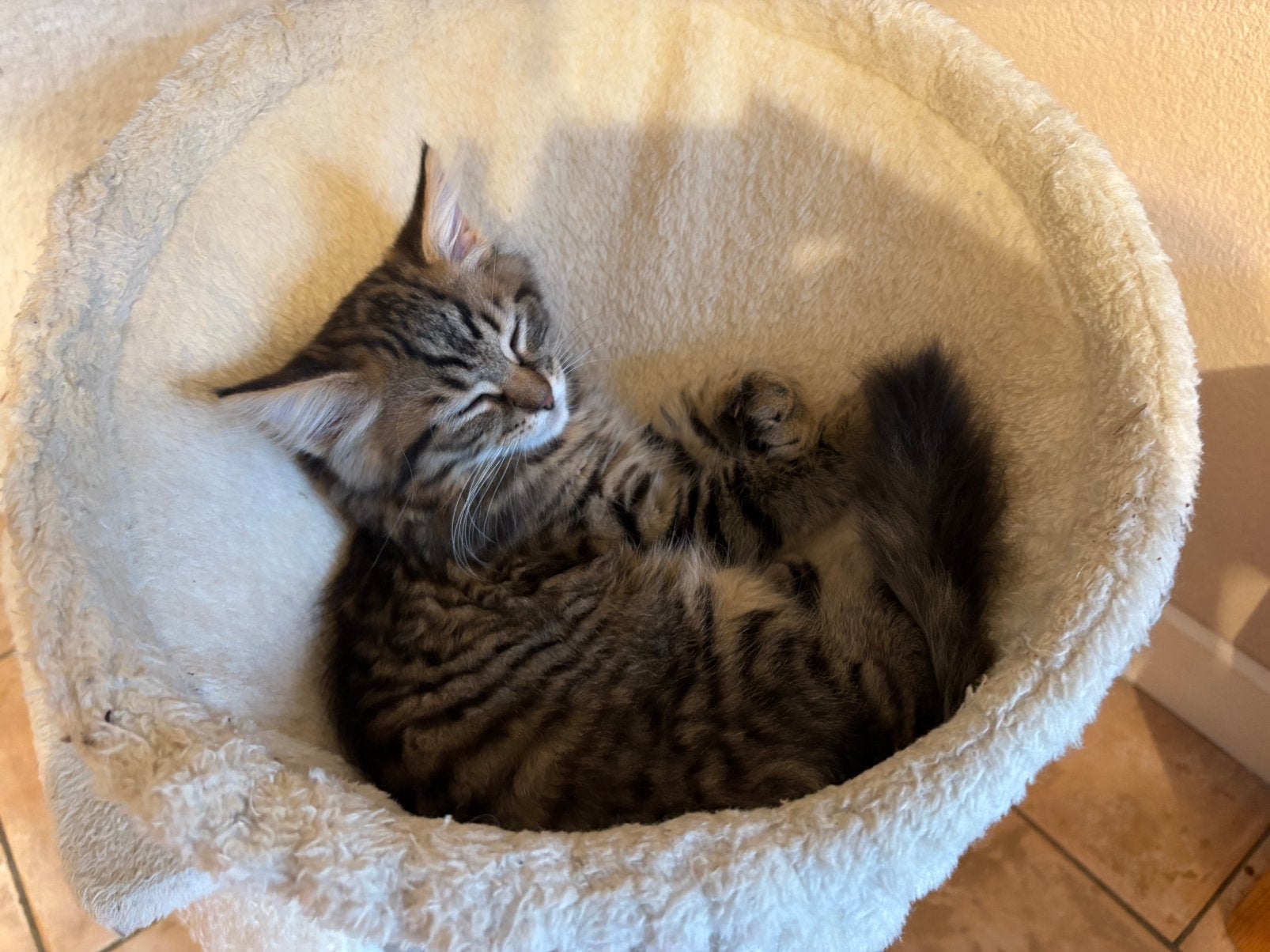 Ragdol x kruising - mag direct mee, Kater