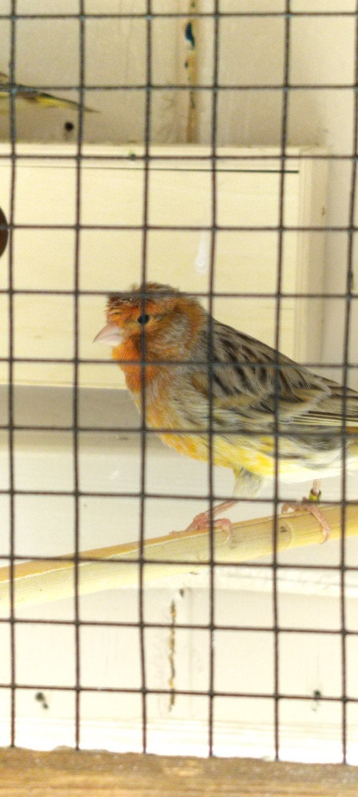 Kanarie man, Dieren en Toebehoren, Mannelijk