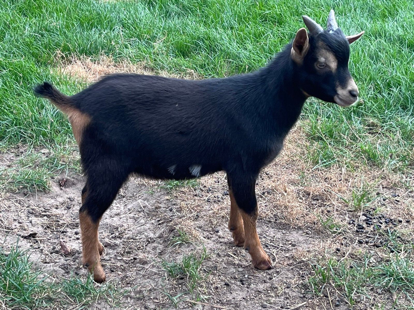 Bok, Dieren en Toebehoren, Mannelijk, Geit, 0 tot 2 jaar