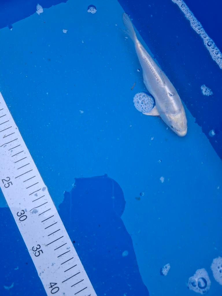 Koi Platinum Ogon 20 cm., Karper of Koi