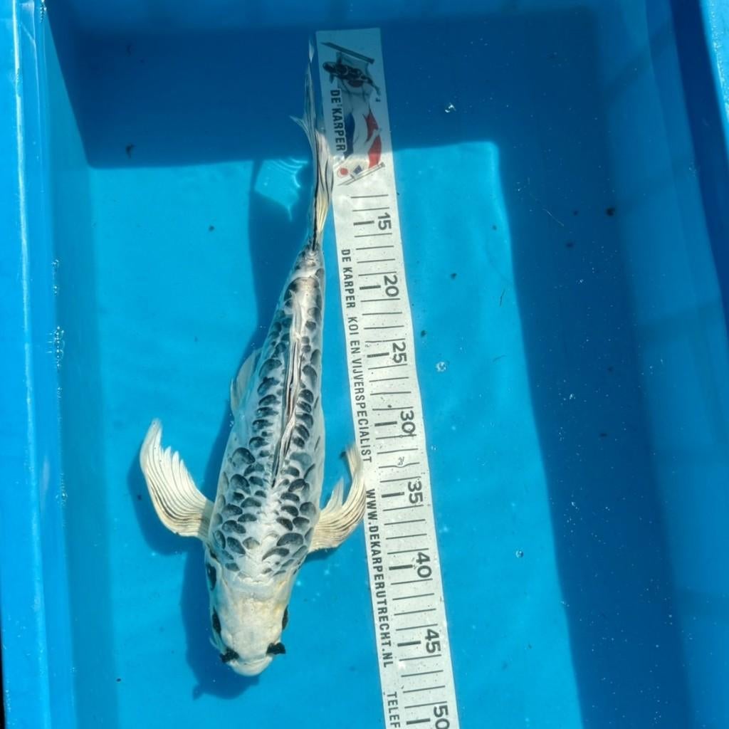 Koi karper Doitsu matsuba butterfly (40cm), Karper of Koi