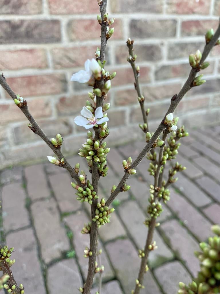 Uit verkocht, Volle zon, Vaste plant, Lente, Ophalen