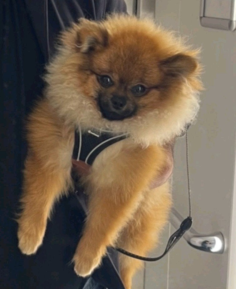 Pomeriaan reu 11 maanden, Dieren en Toebehoren, Keeshond, 15 weken tot 1 jaar, Reu, Eén hond
