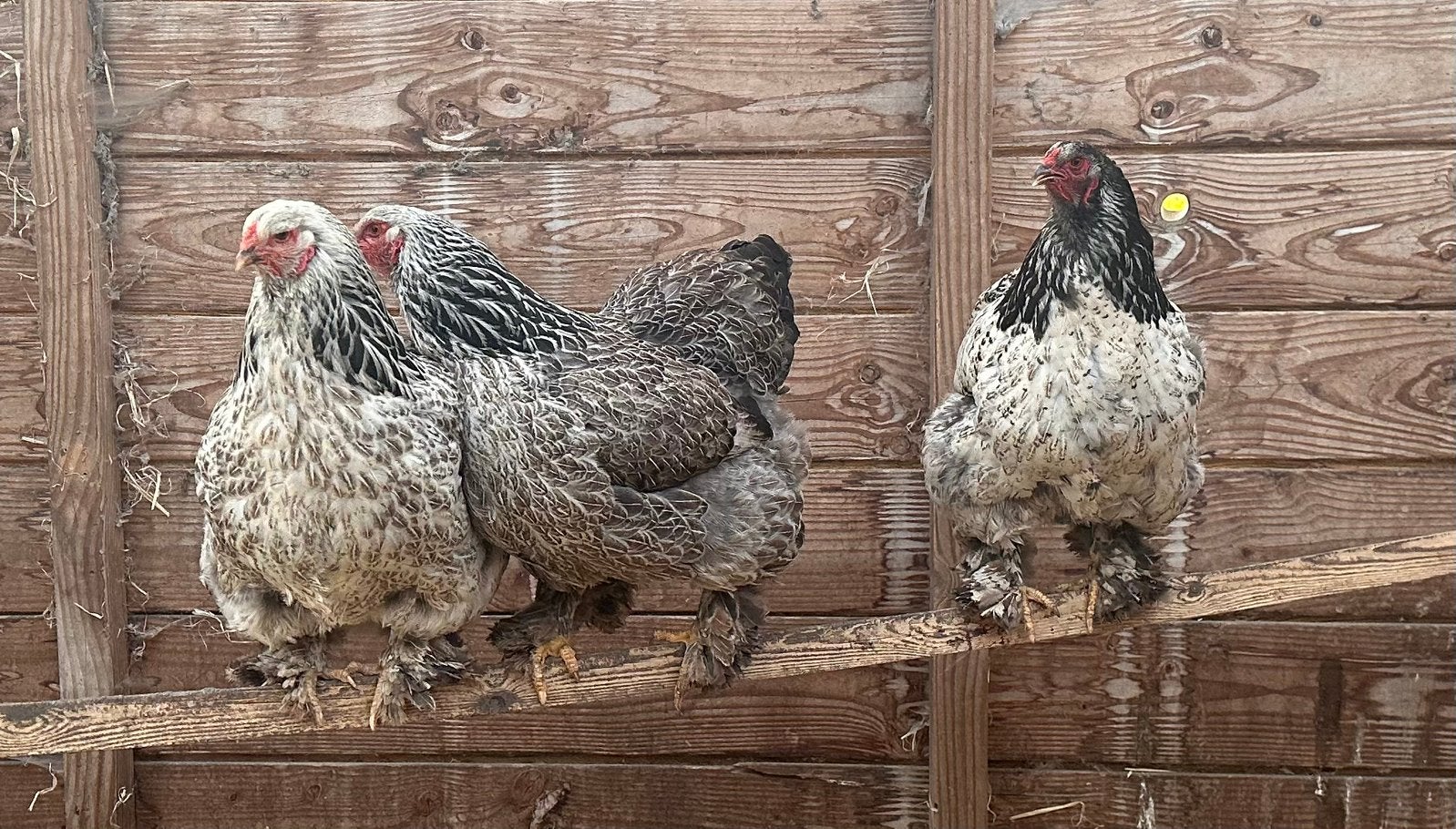 5 brahma hennen zilver patrijs / zwart wit columbia, Vrouwelijk, Kip