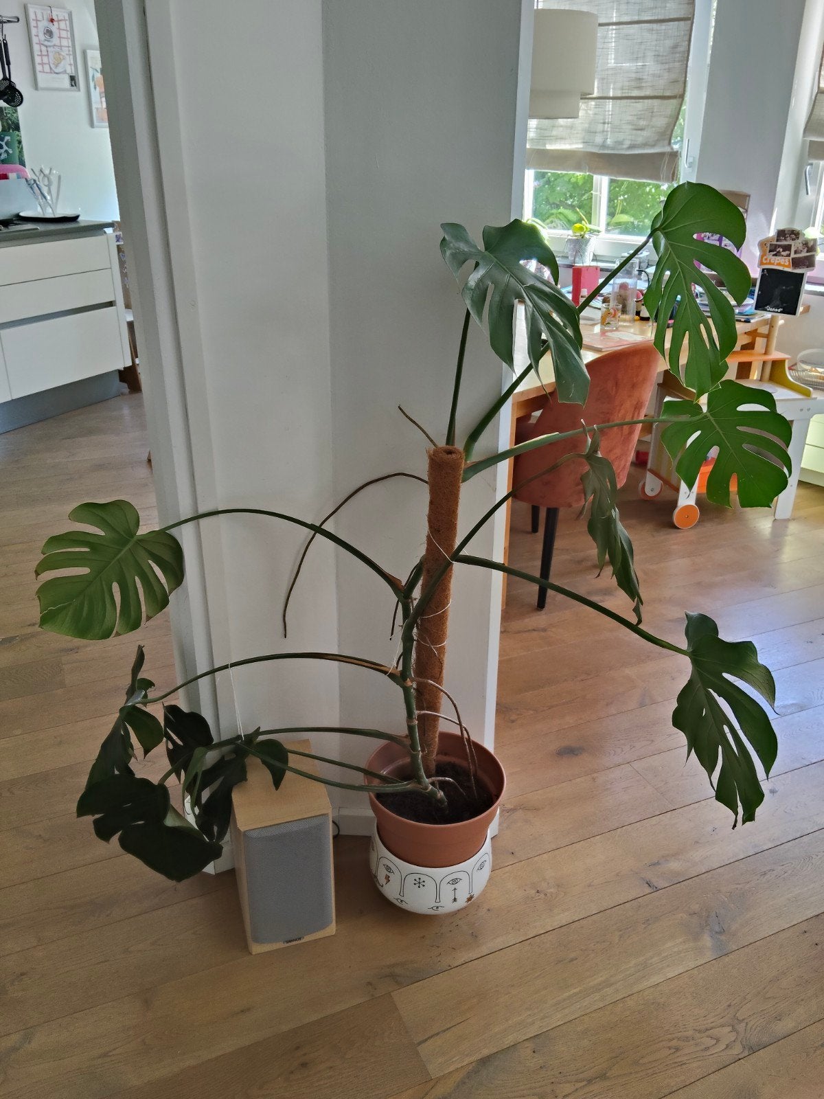 Monstera plant, Ophalen, 100 tot 150 cm, Overige soorten, Halfschaduw