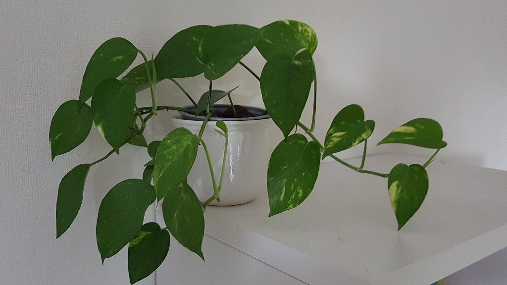 Kamerplant mooie frisse Epipremnum hangplant, Ophalen, Halfschaduw, Minder dan 100 cm