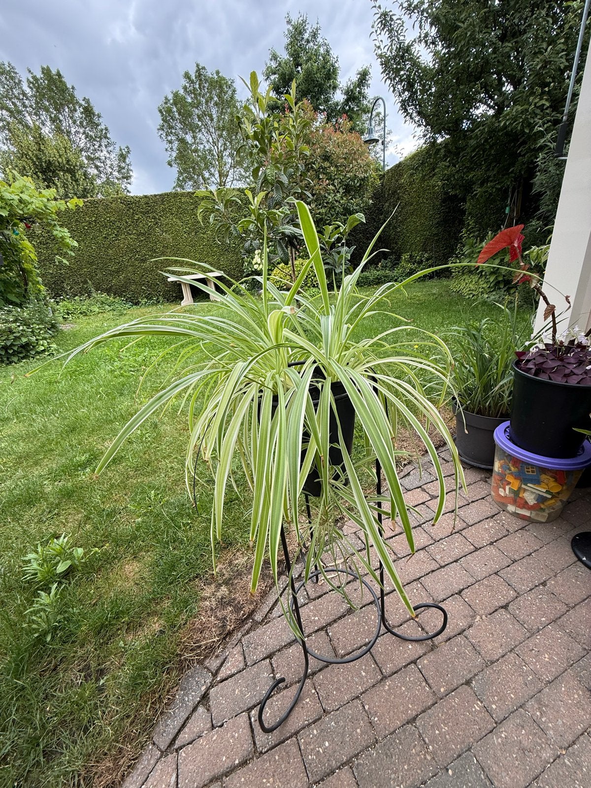 Graslelie (Chlorophytum) in sierlijke plantenstandaard, Ophalen, Overige soorten, Halfschaduw, In pot