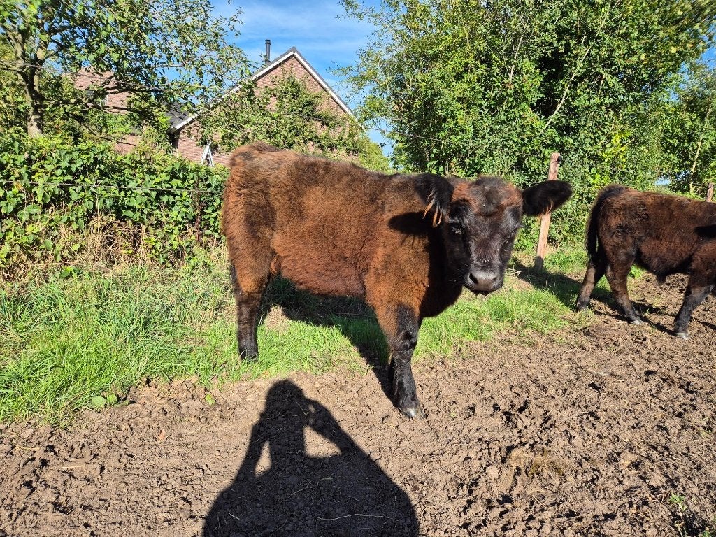 Vrouwelijke Galloway Koeien (3 stuks), Vrouwelijk, 0 tot 2 jaar