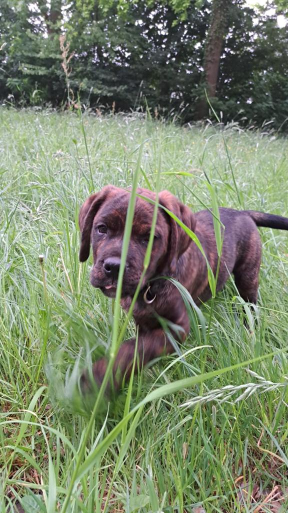Kruising Rottweiler x Rottweiler-BullyXL, Reu, 8 tot 15 weken, Meerdere, Nederland