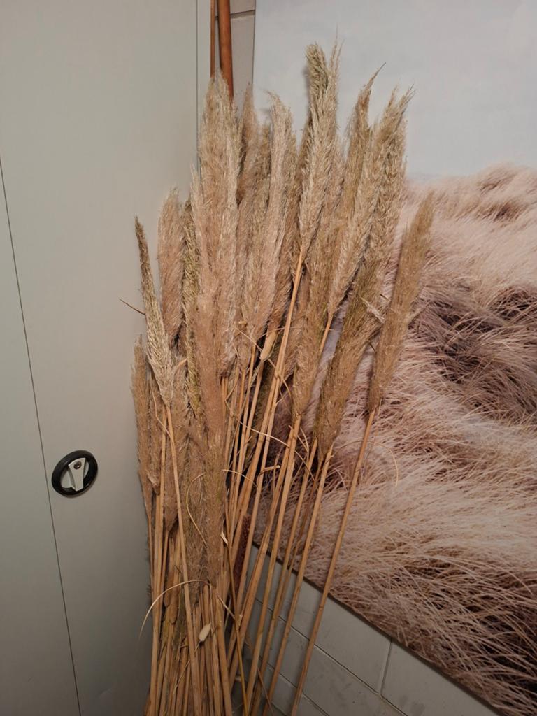Pampas gras pluimen bruiloft decoratie, Ophalen