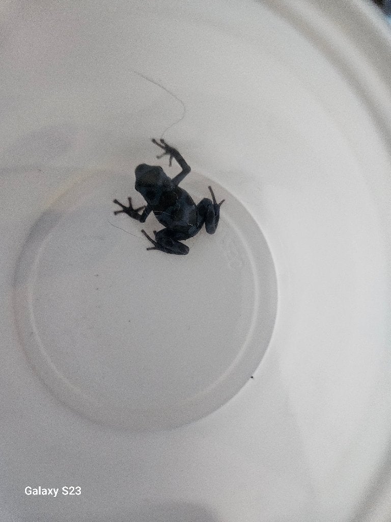 Dendrobates Auratus super blue 0.0.1, Amfibie, 0 tot 2 jaar