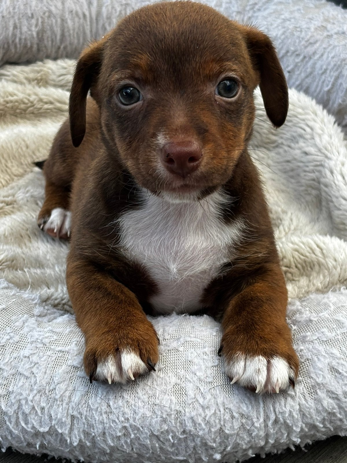Prachtige Jack Russel pups  uit geteste ouders, Parvo, Jack Russell Terriër, 8 tot 15 weken, Meerdere