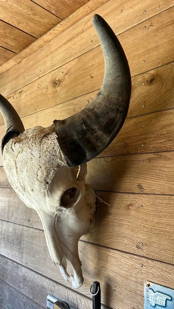 Echte buffelschedel met hoorns - Unieke wanddecoratie, Ophalen