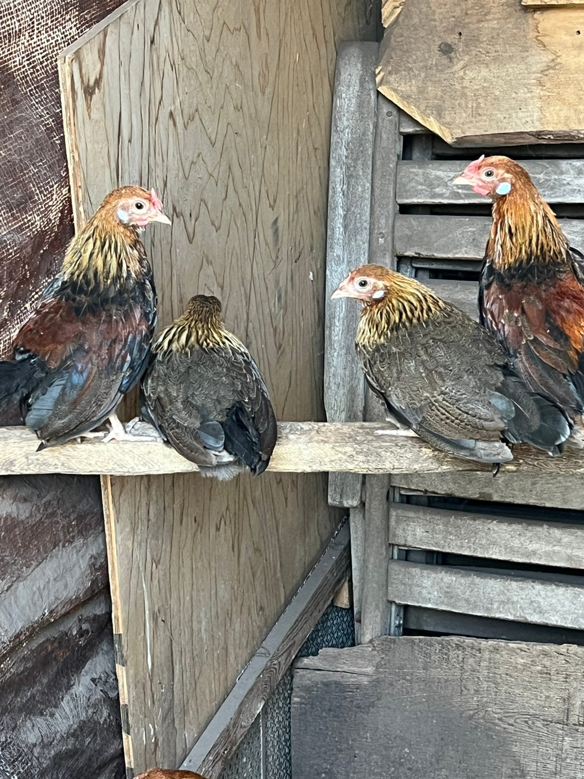 Java kriel patrijs, Mannelijk, Kip