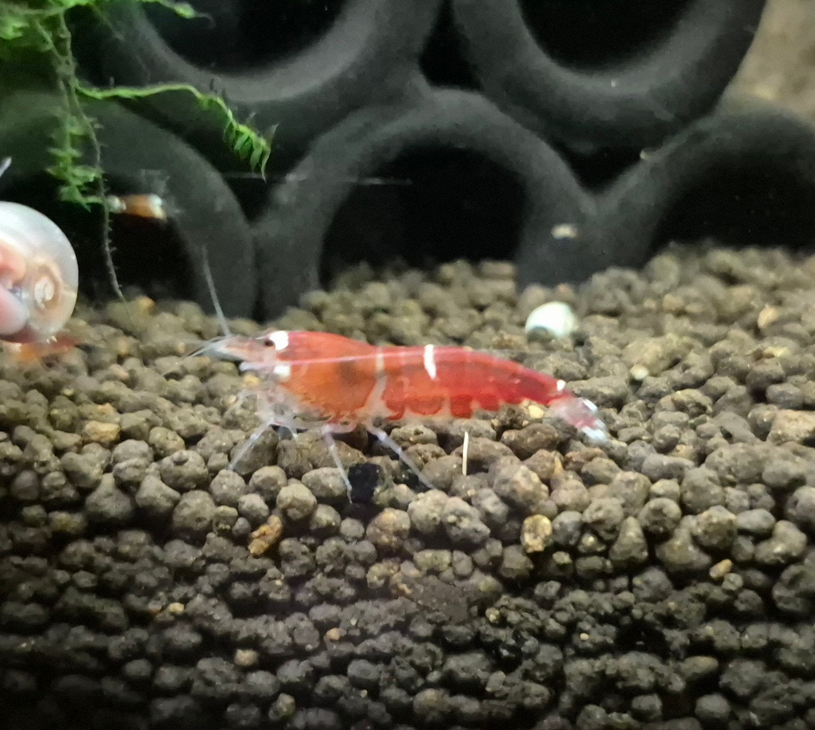 Caridina Super Crystal Red osmosewater, Dieren en Toebehoren, Kreeft, Krab of Garnaal, Zoetwatervis, Schoolvis