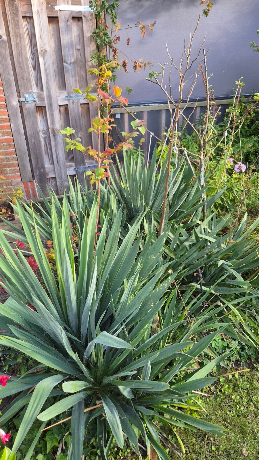 Yucca plant - Winterhard en onderhoudsvriendelijk, Tuin en Terras, Volle zon, Vaste plant, Zomer, Ophalen