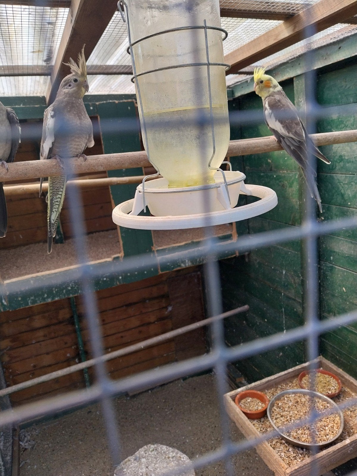 te koop een jonge koppel valkparkiet, Dieren en Toebehoren, Vogels | Parkieten en Papegaaien, Meerdere dieren, Parkiet