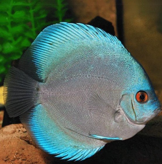 Discus - Ice Hackel -ca 6 cm -Koidreams Valburg, Vis, Zoetwatervis