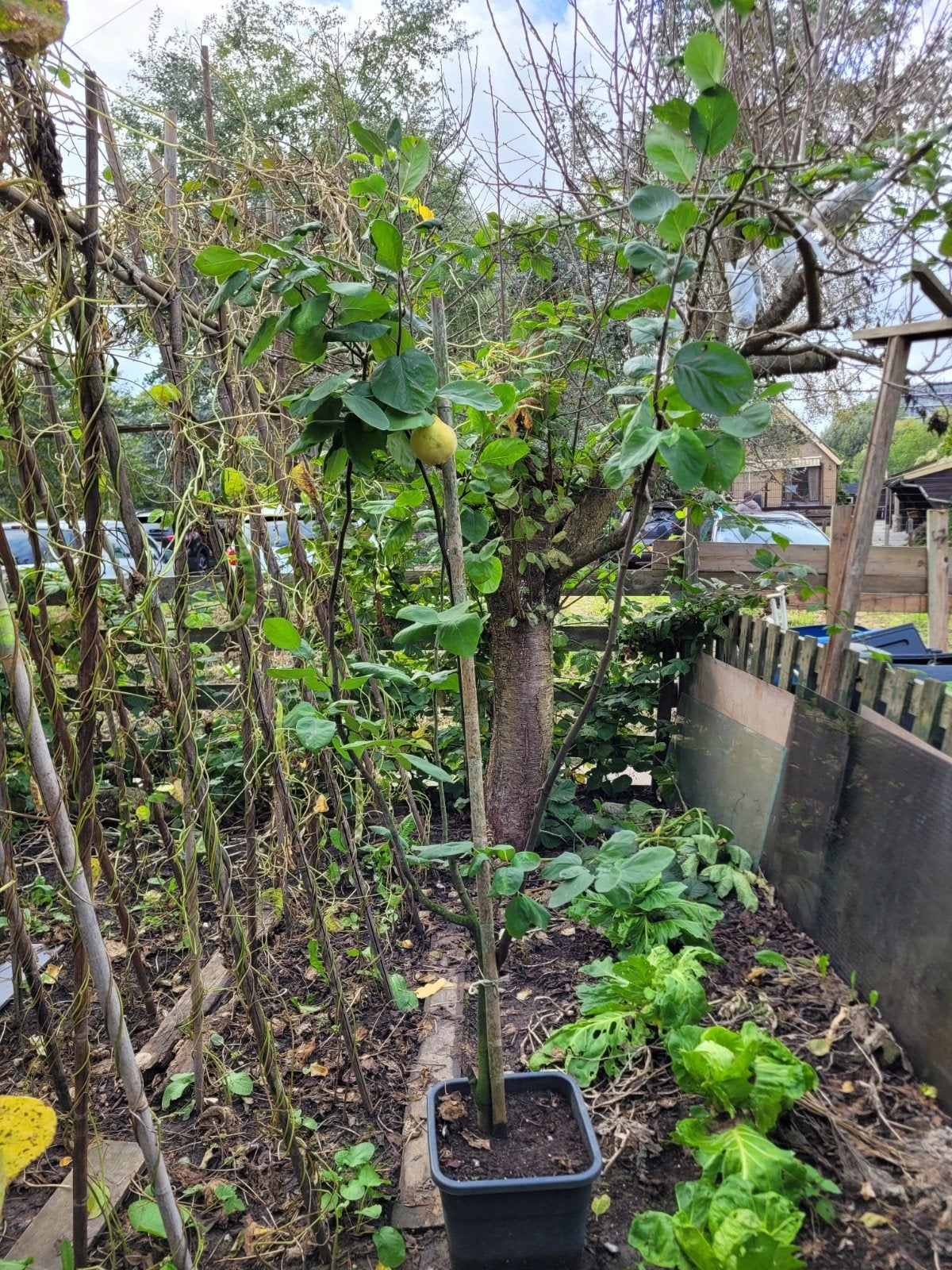 Kweeperenboom, Ophalen of Verzenden, Overige soorten, Struik, 100 tot 250 cm