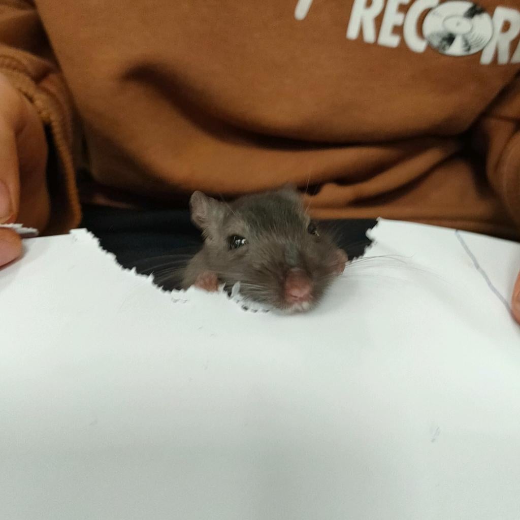 Maatje gezocht voor eenzame gerbil., Dieren en Toebehoren, Knaagdieren, Maart, Vrouwelijk, Overige typen