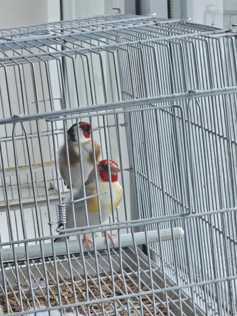 Majoor putters, Meerdere dieren, Bastaard