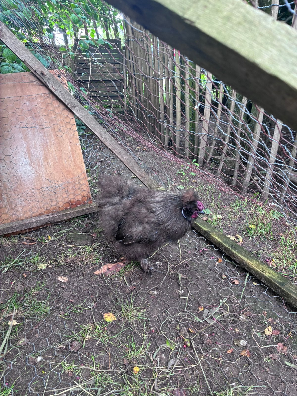 Zijdehoen Haantje (Gratis), Dieren en Toebehoren, Pluimvee, Mannelijk, Kip