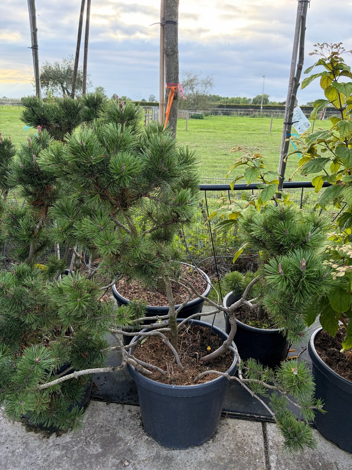 Bijzondere Pinus Mugo 1/1.25m hoog, Bloeit niet, 100 tot 250 cm, Volle zon, In pot