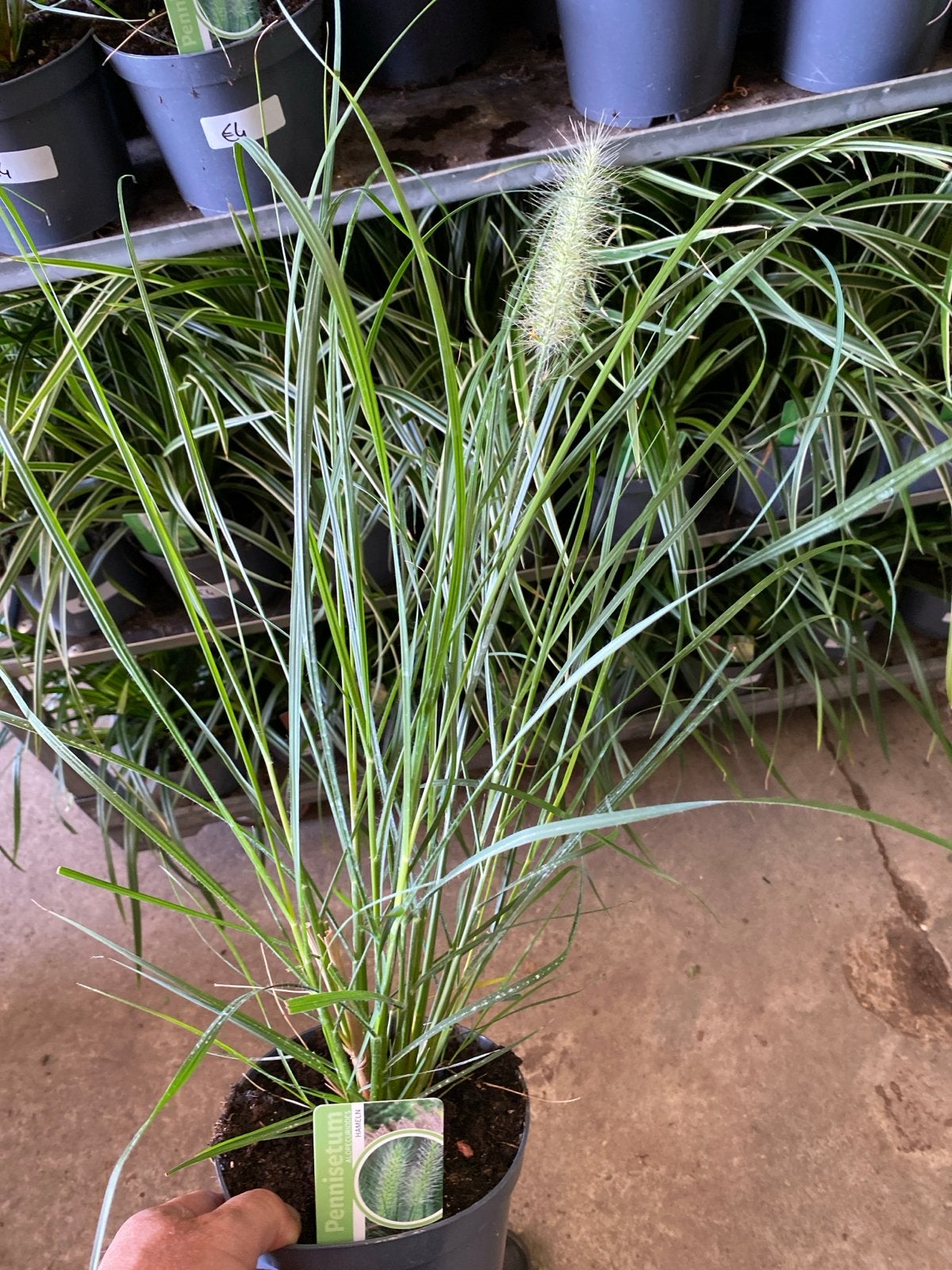 Pennisetum Hameln - Lampenpoetsersgras voor uw tuin, Ophalen, Volle zon, Vaste plant, Siergrassen