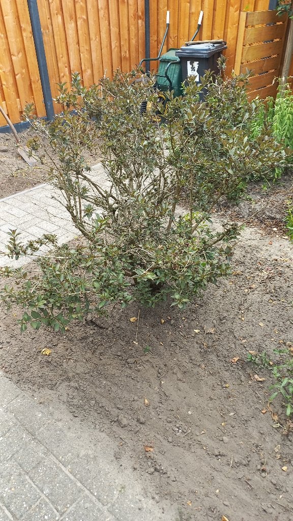 weigela ( rood  ), Tuin en Terras, Planten | Struiken en Hagen, Ophalen, Overige soorten, Struik, 100 tot 250 cm