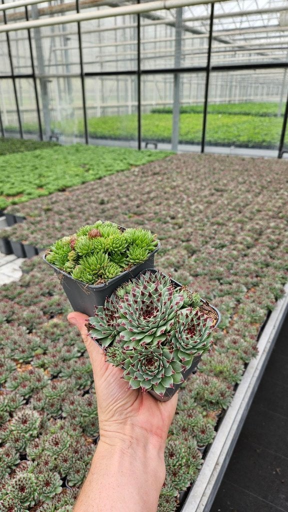 Sempervivum - rotsplant - mix in kleuren, Ophalen of Verzenden, Vaste plant, Bodembedekkers, Volle zon