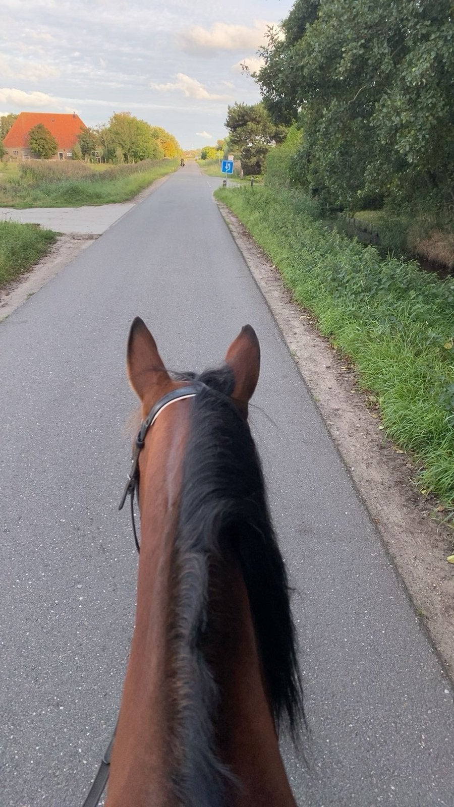 Verzorgpaard gezocht/verzorger aangeboden, Dieren en Toebehoren, Ophalen of Verzenden, Nieuw